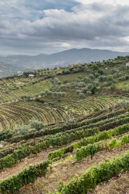Portekiz 'in Douro Nehri bölgesinin üzüm bağları. Portekiz köyünde hayvanat bahçesi.