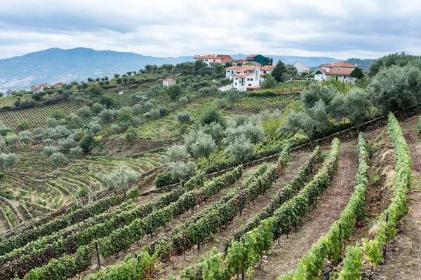 Vineyards River Douro Region Portugal Viticulture Portuguese Village — Stock Photo, Image