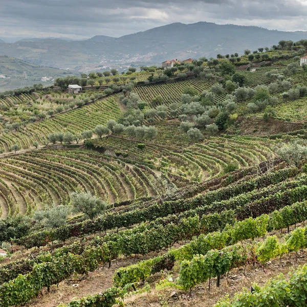 Vinodlingar Douroregionen Portugal Vinodling Den Portugisiska Byn — Stockfoto