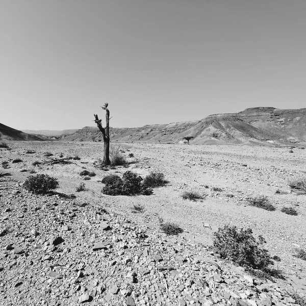 Loneliness Emptiness Rocky Hills Negev Desert Israel Breathtaking Landscape Nature — Stock Photo, Image