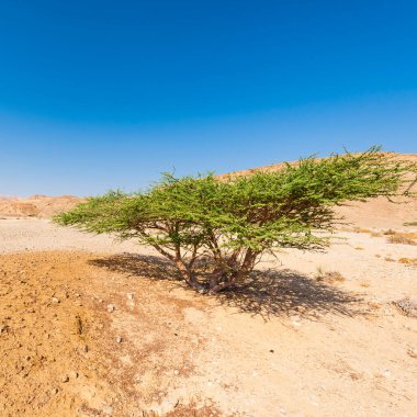 İsrail 'deki Negev Çölü' nün Rocky tepeleri. Güney İsrail 'deki kaya oluşumlarının nefes kesici manzarası. Tozlu dağlar wadiler ve derin kraterler tarafından kesildi..
