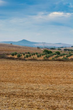 Hasattan sonra İspanya 'daki zeytinlikler ve tarlalar. Nefes kesici manzara ve İber Yarımadası 'nın doğası
