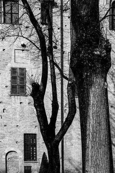 Whimsical Shade Trees Courtyard Duke Gonzaga Palace Mantua Black White — Stock Photo, Image