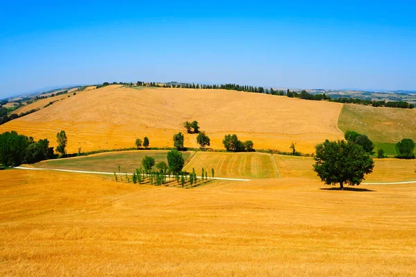 Toscana Landskap Vetefält Med Höbalar — Stockfoto