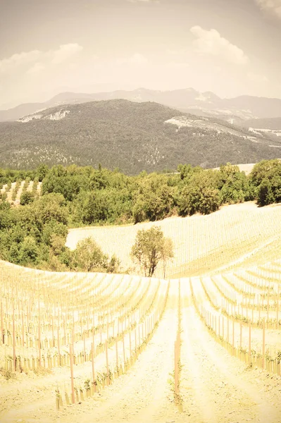 イタリアの美しい丘の上のブドウ畑の風景 レトロなスタイル — ストック写真