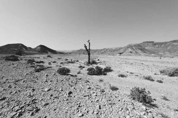 Loneliness Emptiness Rocky Hills Negev Desert Israel Breathtaking Landscape Nature — Stock Photo, Image