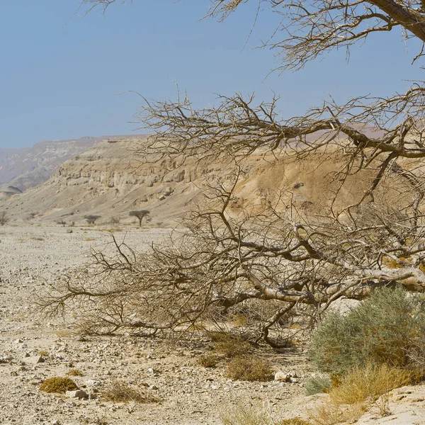 Life Lifeless Infinity Negev Desert Israel Breathtaking Landscape Nature Middle — Stock Photo, Image