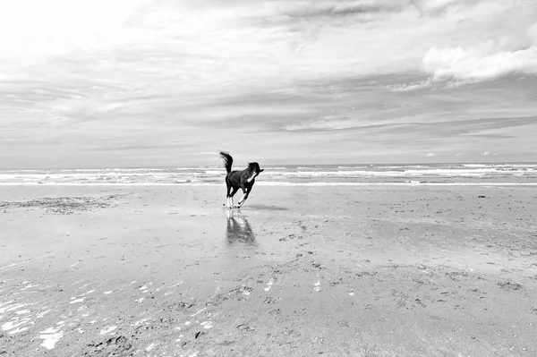 オランダのニュージーランドの北海沿岸で馬を踊る 白黒写真 — ストック写真