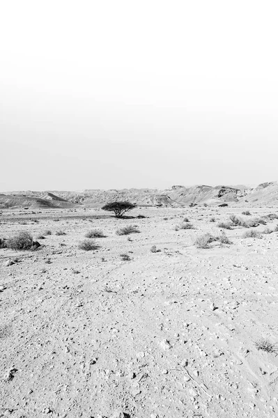 Lélegzetelállító Táj Izraeli Sivatag Sziklaképződményeiről Fekete Fehérben Élettelen Elhagyatott Jelenet — Stock Fotó