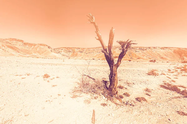 以色列沙漠中岩石形成的令人惊叹的景观是在黎明时分以现代风格出现的 作为孤独 绝望和沮丧概念的无生命和凄凉景象 — 图库照片