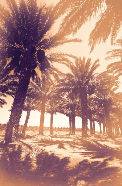 Заброшенная Пальмовая Плантация Долине Иордана Рассвете Современном Стиле — стоковое фото