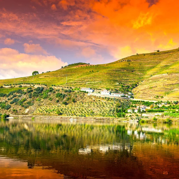 Travel River Douro Region Portugal Vineyards Olive Groves Viticulture Portuguese — Stock Photo, Image