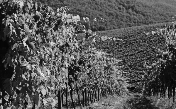 Vinha Deserta Toscana Italiana Como Símbolo Restrição Turismo Preto Branco — Fotografia de Stock