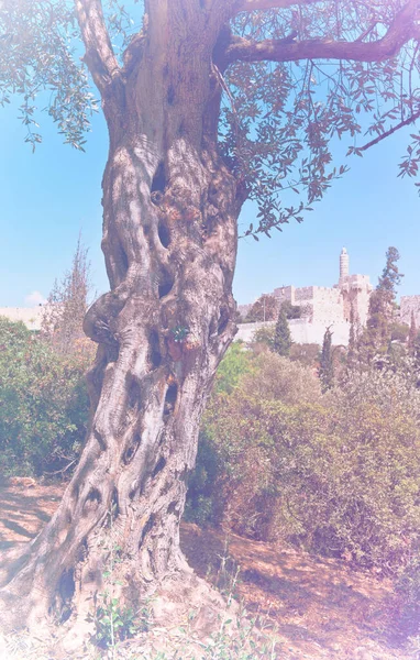Staré Olivovníky Pozadí Stěn Starověkého Jeruzaléma Vybledlém Barevném Efektu Neobydlená — Stock fotografie