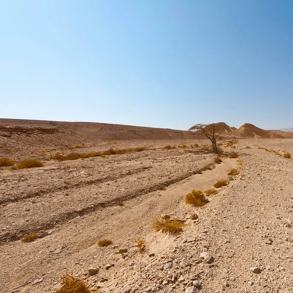 Mélancolie Vide Des Collines Rocheuses Désert Néguev Israël Paysage Couper — Photo