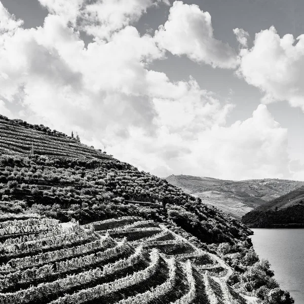 Podróż Regionie Rzeki Douro Portugalii Wśród Winnic Gajów Oliwnych Uprawa — Zdjęcie stockowe