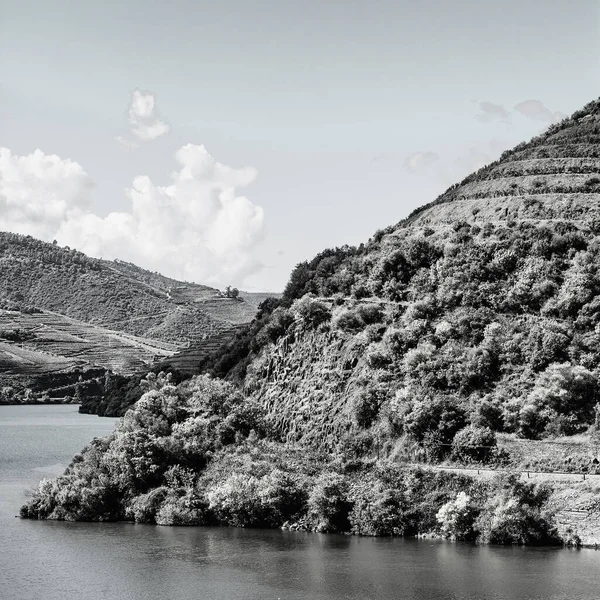 Cestování Regionu Řeky Douro Portugalsku Mezi Vinicemi Olivovými Háji Vinařství — Stock fotografie