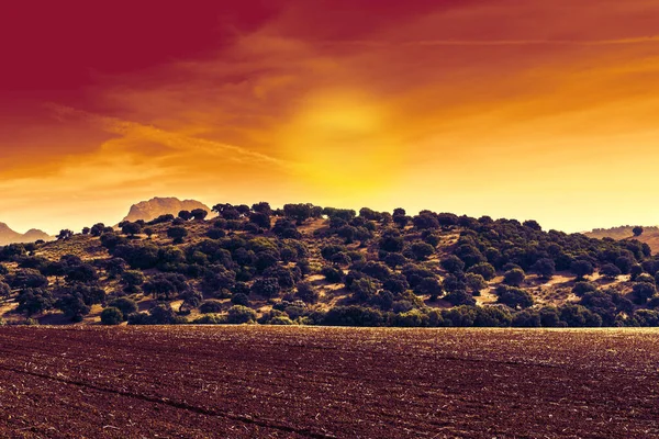 Campi Spagna Dopo Raccolta All Alba Paesaggio Mozzafiato Natura Della — Foto Stock