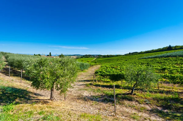 Hill Tuscany Vineyard Chianti Region Olive Trees Tuscany Hills Vineyards — Stock Photo, Image