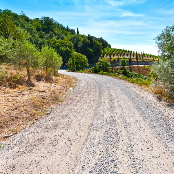 Dirt Road Vineyards Chianti Region Olive Trees Tuscany Hills Vineyards — Stock Photo, Image