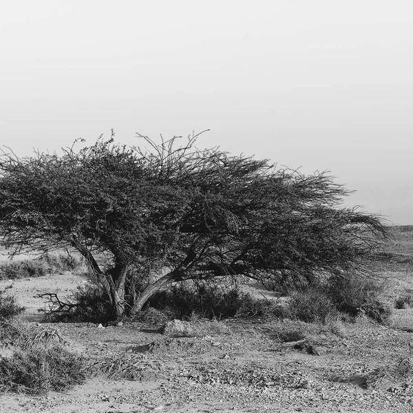 Desolate Infinity Rocky Hills Negev Desert Israel Dech Beroucí Krajina — Stock fotografie