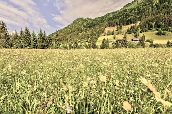 Rakouská Krajina Lesy Poli Pastvinami Loukami Pozadí Zeleného Kopce Styl — Stock fotografie