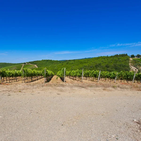 Omfattande Vingårdar Chianti Regionen Italien Gårdshus Toppen Kullarna Omgivna Vingårdar — Stockfoto