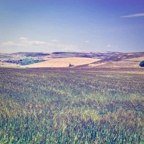 シチリアの丘の上の麦畑 Instagramの効果 — ストック写真