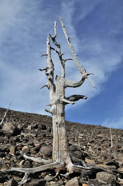 Árboles viejos muertos . — Foto de Stock