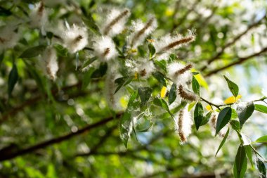 bahar söğüt kabartmak