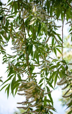 bahar söğüt kabartmak