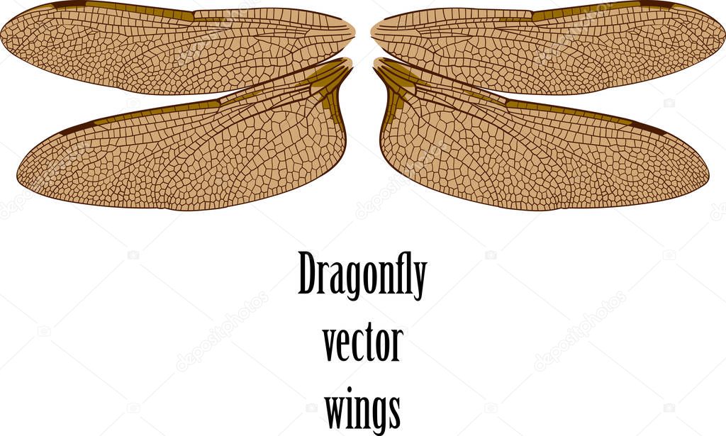 the dragonfly wings