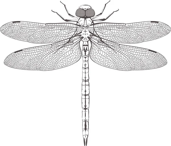 Large symmetrical dragonfly — Stock Vector