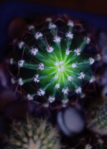 Prickly house cactus — Stock Photo, Image