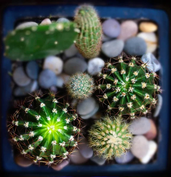 Prickly house cactus — Stock Photo, Image