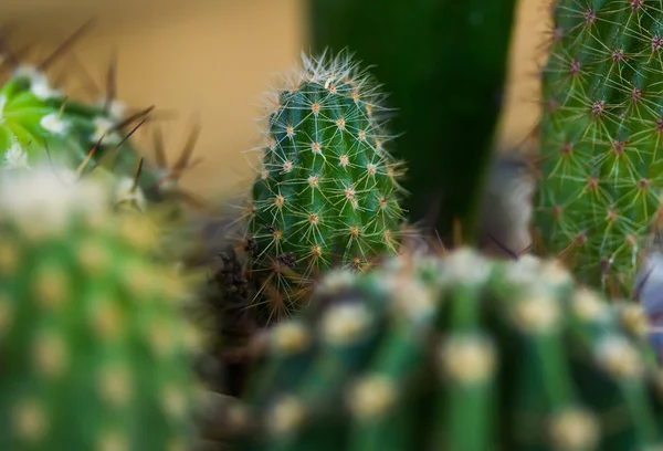 Prickly house cactus — Stock Photo, Image