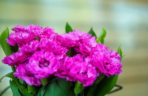 pink carnation flowers