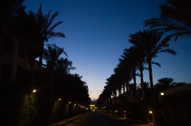 palmiye gece siluetleri