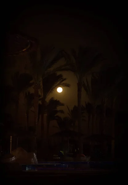 silhouettes of palm night