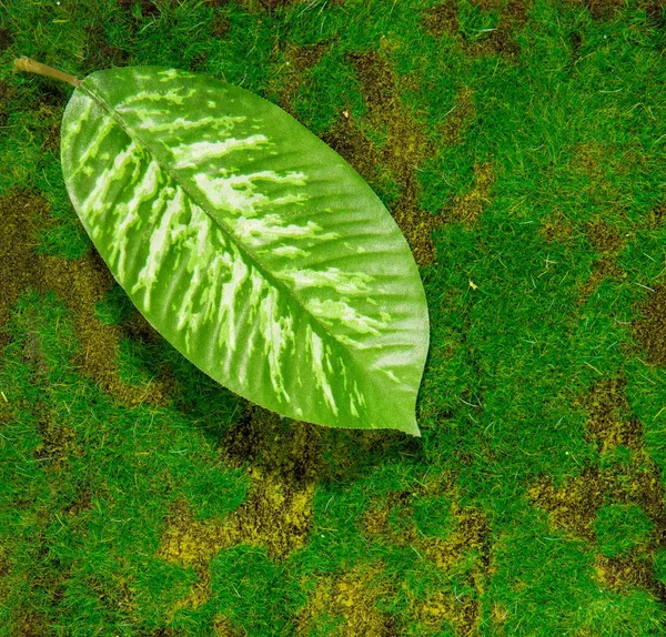 人工草の葉 — ストック写真