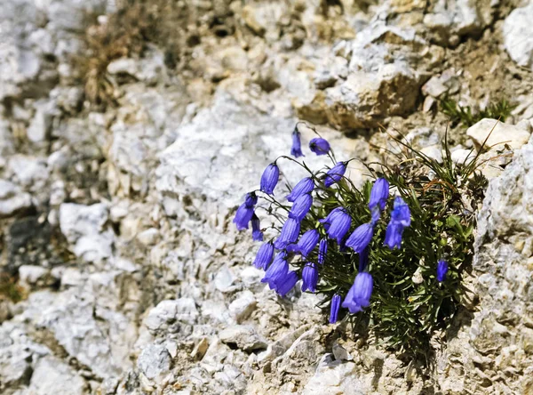 Glockenblumen auf einem kahlen Felsen — Stockfoto