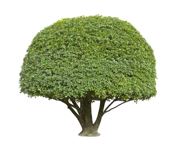 Topiarbaum isoliert — Stockfoto