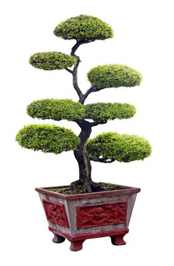 bonsai ağacı üzerinde beyaz izole