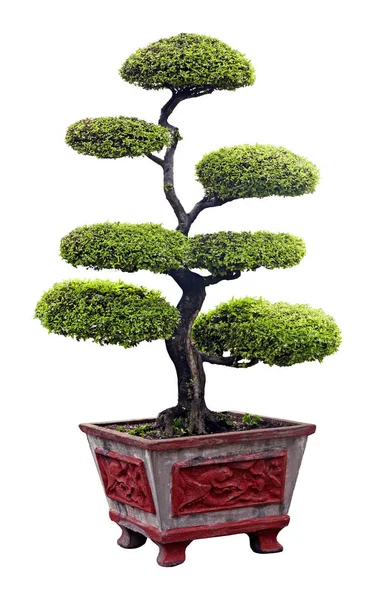 Bonsai árvore isolada sobre branco — Fotografia de Stock