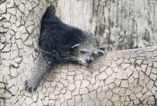 Tidur binturong di pohon — Stok Foto