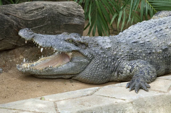 Tot vaststelling van de krokodil in de dierentuin — Stockfoto