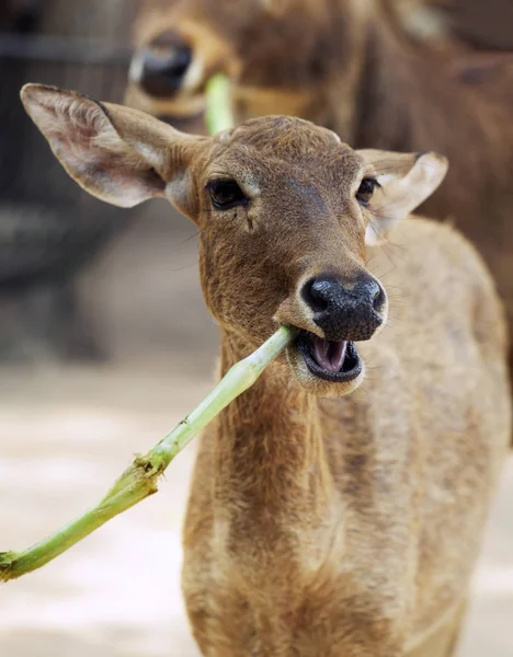 Young Antelope Eating Bamboo Looking Camera — Stock Photo, Image