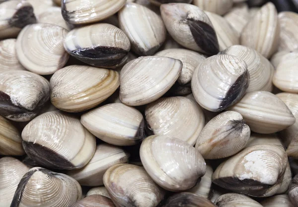 Fresh clams in a market in Vietnam — Stock Photo, Image