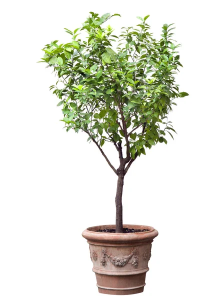 Albero in vaso isolato — Foto Stock