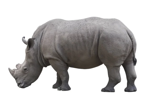 Rhinocéros isolé sur blanc — Photo